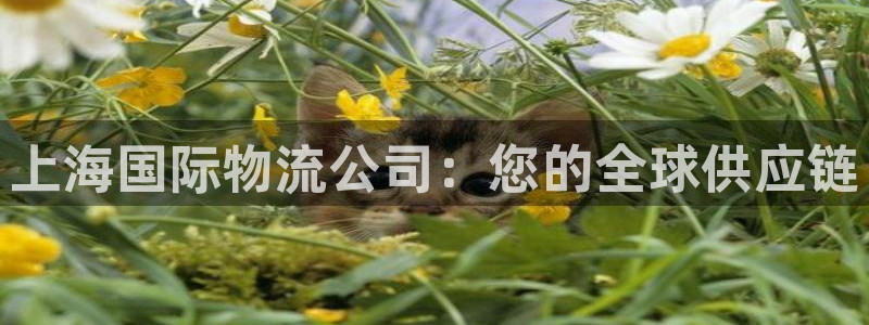 28圈预测加拿大