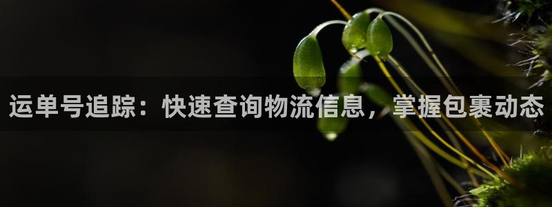 28圈注册平台：运单号追踪：快速查询