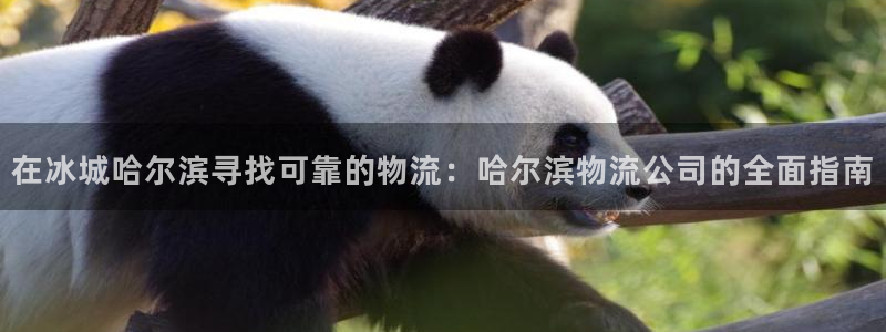 28圈是正规平台吗：在冰城哈尔滨寻找