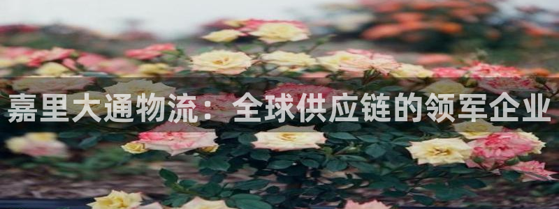 28圈网站平台是多少：嘉里大通物流：